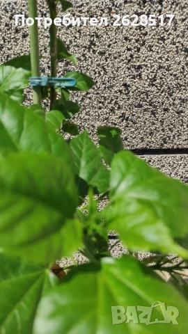 Китайска роза с червени обемни цветя висока 60 см, снимка 3 - Стайни растения - 51524554