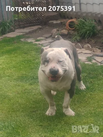 Американско були топ, снимка 3 - Други - 46262766