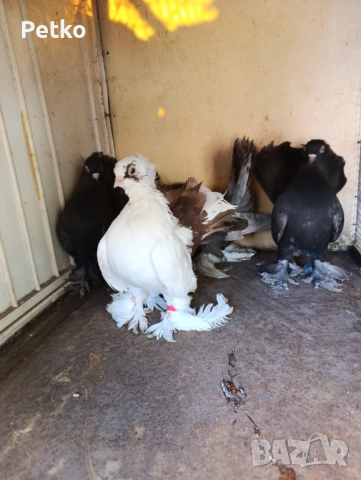 Гълъби ростовски, снимка 6 - Гълъби - 52224460