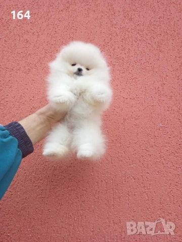 Бели Померани. Реални снимки ! Момче и момиче. , снимка 3 - Померан - 54159926