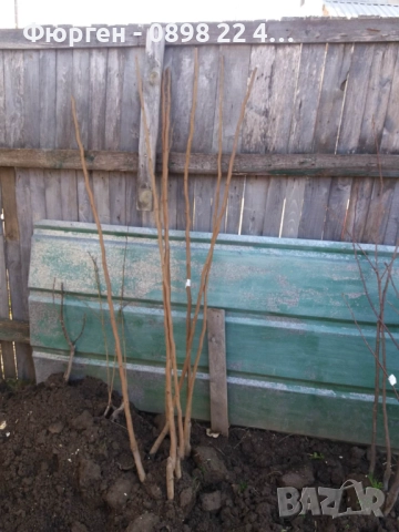 Пламкот (Сливо-кайсиев хибрид), снимка 5 - Разсади - 52172991