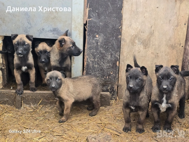 Бебета Белгийска овчарка , снимка 5 - Белгийска овчарка - 53119072