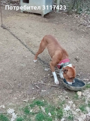 Питбул, снимка 2 - Питбул - 54064758