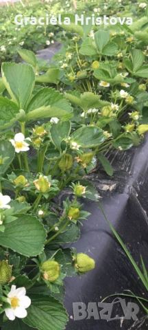 Продавам разсад ягоди , снимка 2 - Други стоки за дома - 54026538