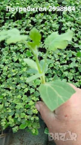 Разсад, снимка 8 - Разсади - 52471727