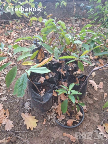 Индиански банан (асимина трилоба)