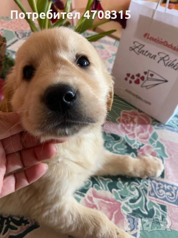 Голдън ретривър момченце ваксина, снимка 8 - Голдън ретривър - 54133887
