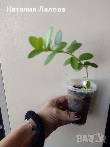 Хоя, hoya densifolia, снимка 2 - Стайни растения - 56303985