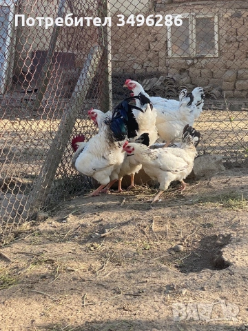 Яйца от светъл Съсекс, снимка 5 - Кокошки и пуйки - 54307997