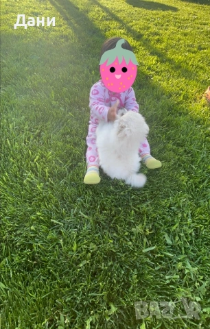 Мини шпиц - момиченце, снимка 6 - Шпиц - 54113414