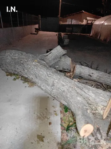 Орехов матерял , снимка 11 - Градински цветя и растения - 47464760