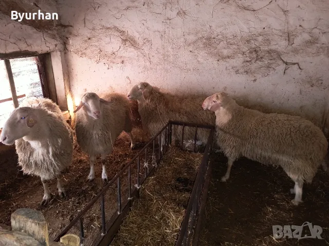 Кочове Асаф  за разплод, снимка 4 - Овце - 49545632