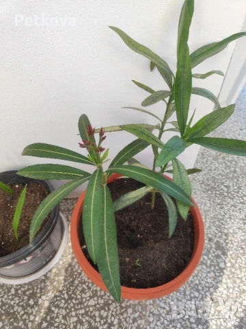 Зокуми(олеандър), снимка 6 - Стайни растения - 51047519