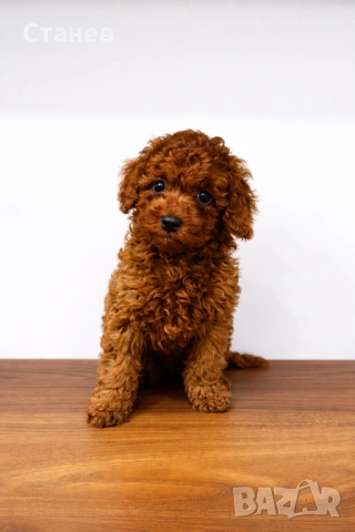 Той Пудел Момче  /Toy Poodle