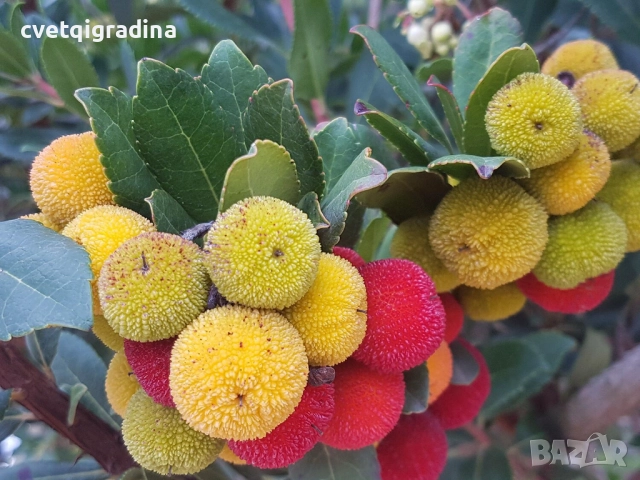 Arbutus unedo – Ягодово дърво, снимка 2 - Градински цветя и растения - 52827225