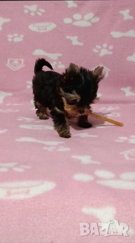 Мини Йоркширски териер момче , снимка 4 - Йоркширски териер - 54272895