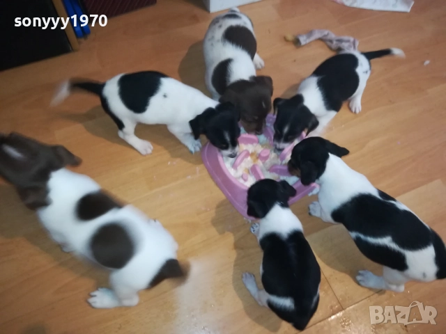 КУТРЕТА ДЖАК РЪСЕЛ 2009250434, снимка 8 - Джак ръсел териер - 51774625