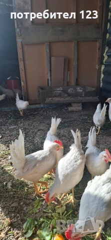 Петлета легхорн , снимка 3 - Кокошки и пуйки - 54333127