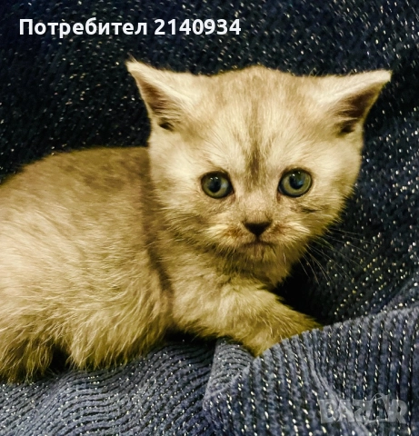 Британско късокосместо котенце , снимка 6 - Британска късокосместа - 52920341