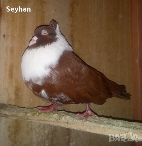 Чирпански гълъби , снимка 3 - Гълъби - 53054692