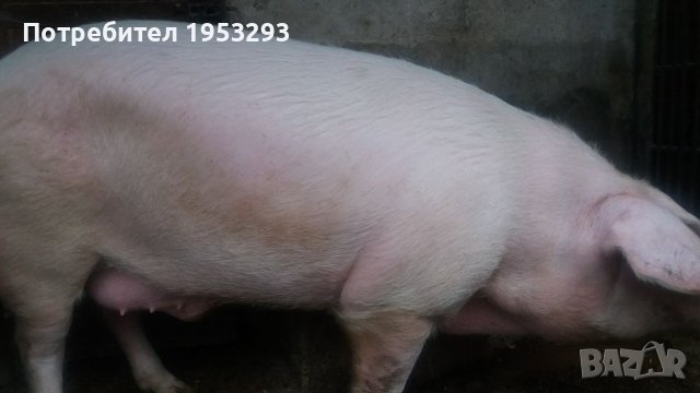 Прасета елитни българска бяла, снимка 6 - Прасета - 42480237
