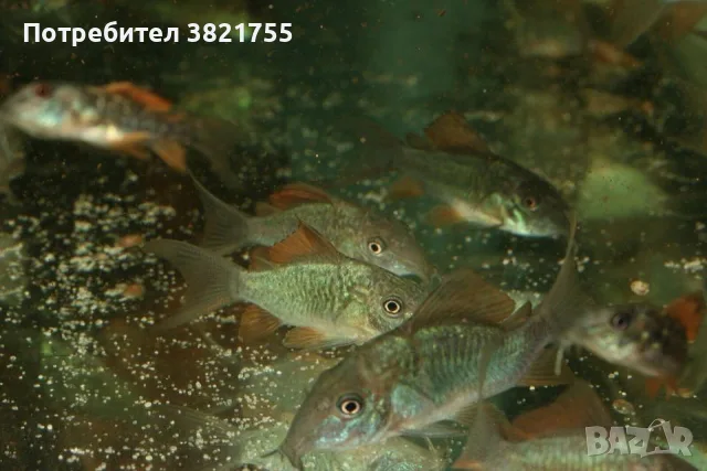 Сомче коридорас, зелен коридорас, brochis splendens, снимка 5 - Рибки - 56219126