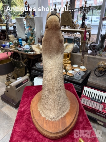 Голям ловен трофей кошута №7446 , снимка 5 - Антикварни и старинни предмети - 51971740