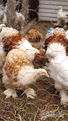 Оплодени яйца Кохинг стандарт 