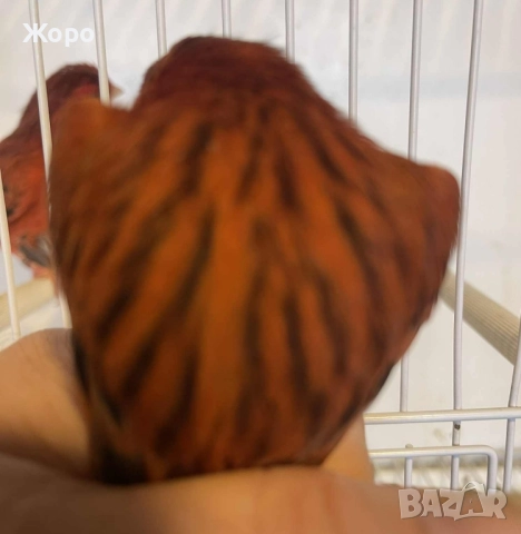 Продавам чифт , снимка 5 - Канари - 52343879