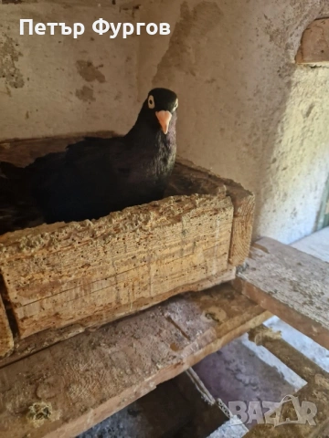 продавам 3 чифта  черни донеци, снимка 2 - Гълъби - 54341979