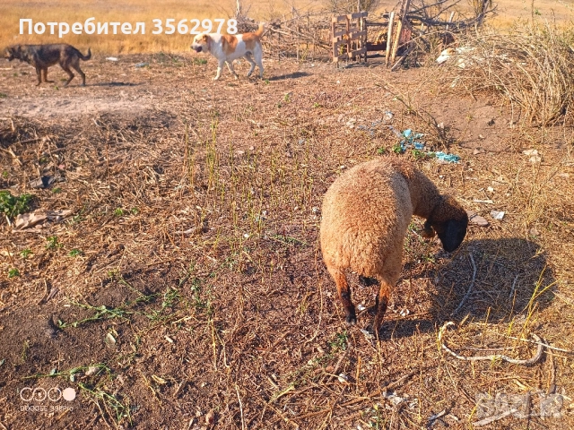 шилета, снимка 10 - Овце - 50131459