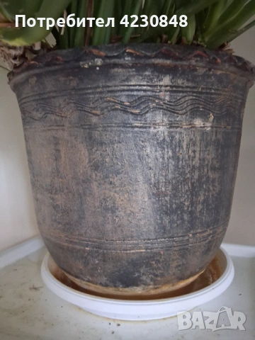 Спатифилум, снимка 3 - Градински цветя и растения - 54229795