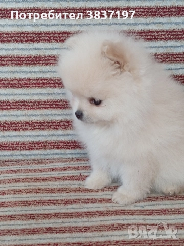 6 мъжки и 1 женско, снимка 13 - Померан - 52996319