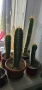 Trichocereus Peruvianus / San Pedro / Кактус, снимка 1