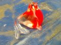 Стъклен цветен морж, снимка 1