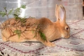 Зайци за разплод, снимка 16