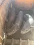 Виетнамски прасета, снимка 5
