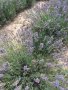  Разсад лавандула на едро и дребно, снимка 12