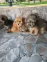 мини цветни болонки, снимка 3
