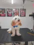 Малтипу Maltlpoo, снимка 5
