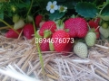 Продавам разсат ягоди , снимка 6