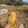 картофи  сорт Агрия , снимка 1