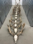 Трофеи елени лопатари, снимка 3