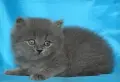 Чистокръвни Британски сини котенца, снимка 4