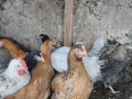 Селски ярки, снимка 5