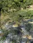 Албиция Копринено Дърво, снимка 2