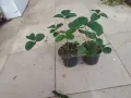 Разсад ягоди в кофички. , снимка 3