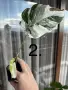 Редки стайни растения , снимка 3