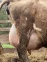 Продавам БРГ крава , снимка 3