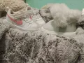 Бебешки обувки Nike , снимка 3